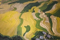 Mu Cang Chai  -  Paradiseテラスフィールドを探索